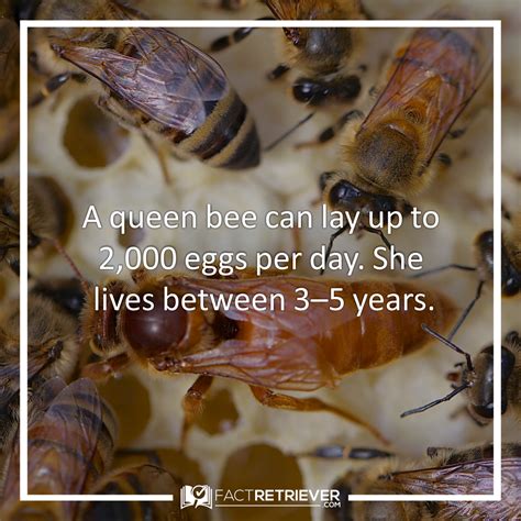 Fascinating Queen Bee Facts