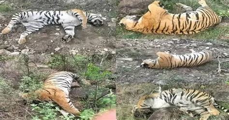 Cow poisoning revenge leads to tragic death of Tigress and four cubs in ...