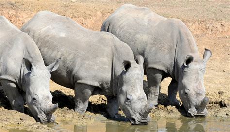 Why Rhinos are Endangered? - Helping Rhinos : Helping Rhinos