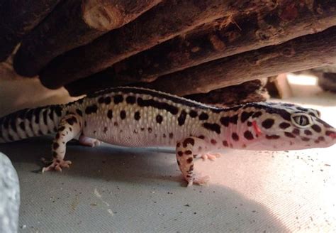 Leopardgecko Weibchen Mack Snow Zorro Bandit Bold Stripe in Kleve ...