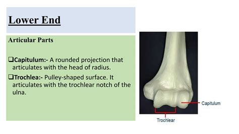 Humerus bone osteology: Upper limb Anatomy | PPTX