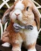 Image result for Cute Fat Bunny