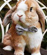 Image result for Funny Baby Bunnies