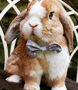 Image result for Silly Bunny
