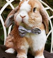 Image result for Happy Easter Bunny Face