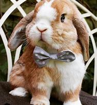 Image result for Cute Bunny Pinterest