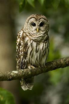 Best Owl Wallpaper by Owl Wallpapers Top Free Owl Backgrounds Wallpaperaccess Best Owl Wallpaper