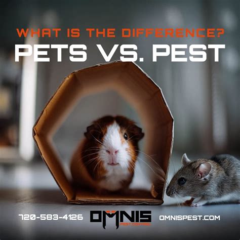 How To Get Rid Of Rats In Walls And Ceiling? - OMNIS Pest Control