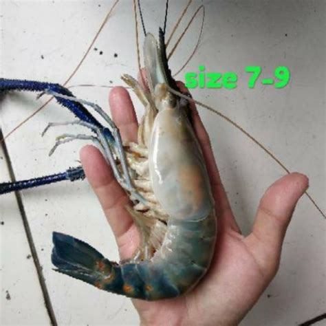 udang berapa kalori