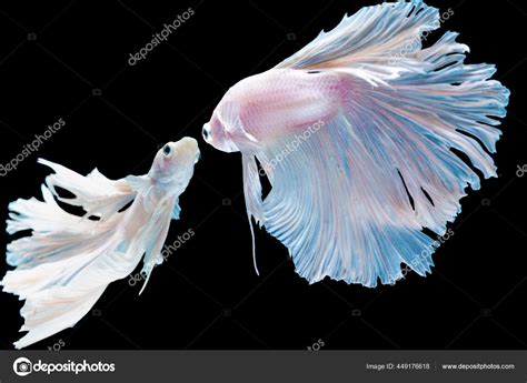 Two Betta Fish Fighting