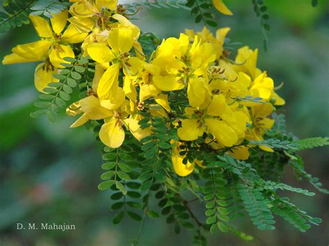 India Flora Online