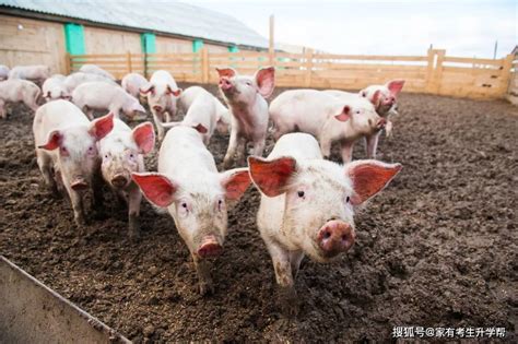 为什么这些养猪大省可以承包我们的猪肉？_中国