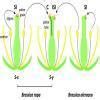 How stigma helps in determining compatibility and incompatibility in ...