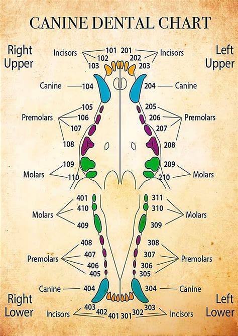 Dog Canine Dental Chart Full Size Printable | FREE Printables