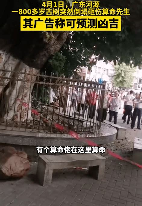 广东一800多岁古树倒塌砸伤算命先生 ，其广告上写着可预测凶吉_网友