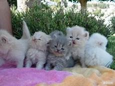 gatti persiani regalo gattini persiani per l adozione subito gatti persiani regalo gattini persiani per l adozione subito