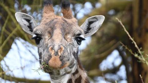 Seremara Safaris (Karen) - All You Need to Know BEFORE You Go