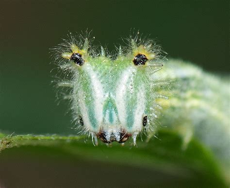 Japanese Emperor Caterpillar