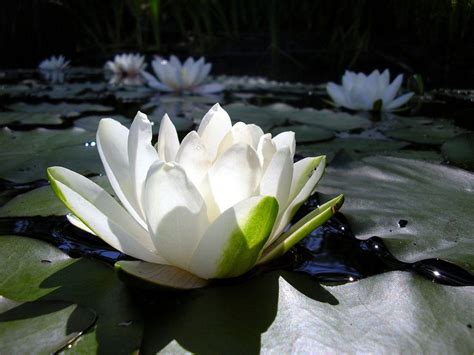 White Lotus Wallpapers - Wallpaper Cave