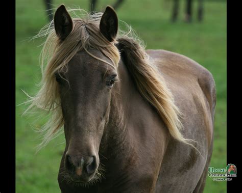 Rocky Mountain Horse Foal