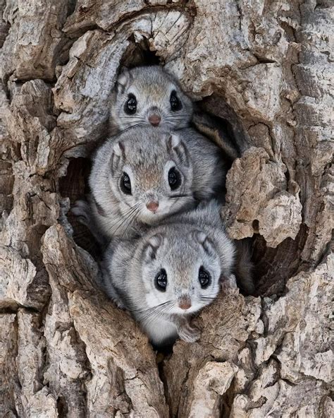 How beautiful is this trio of Siberian flying squirrels?! With a range ...