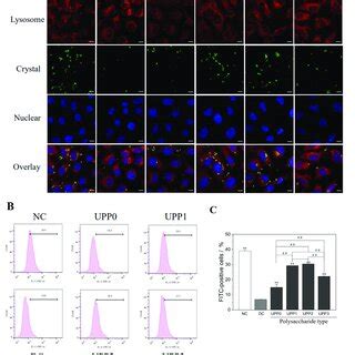 Image result for Nano Cod