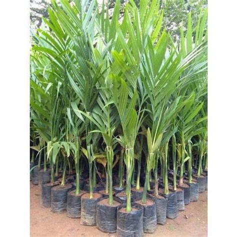 Betel nut live plant (pack of 1) : Amazon.in: Garden & Outdoors