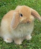 Image result for Fuzzy Lop Silhouette