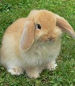 Image result for Holland Lop Full-Grown