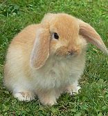 Image result for White American Fuzzy Lop