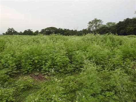 Assam: How growth of weeds alien to India is wrecking rhino habitats