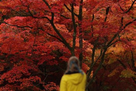 2020秋天到了，带你领略英国韦斯顿伯特植物园的秋景的美 - 必经地旅游网