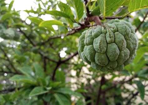 Tecno Camon iClick review: Mid-range phone with top-notch camera ...