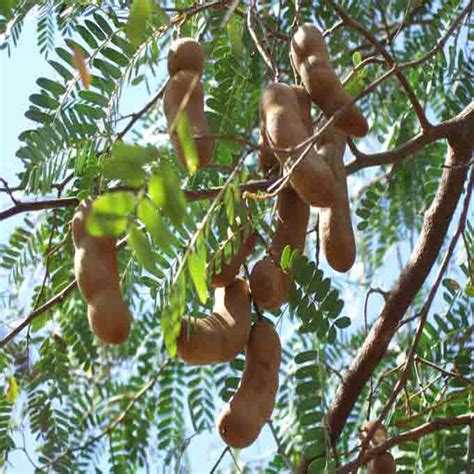 Tamarind-PKM (Grafted)- Fruit Plants & Tree – PlantsKingdom