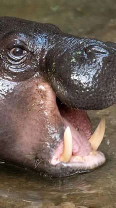 10 animals with a bone crushing bite