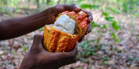 Chocolate That Harnesses Full Potential Of Cocoa Fruit | Mirage News