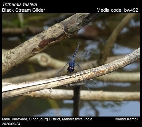 Trithemis festiva Rambur, 1842 - Black Stream Glider | Odonata