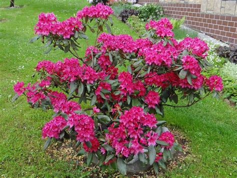 Nova Zembla Rhododendron Plant Care | Plantly