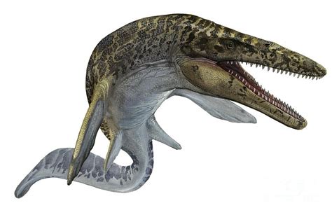 Mosasaurus Pictures & Facts - The Dinosaur Database