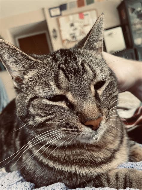 Marquam Nature Park Lost Cat : r/Portland