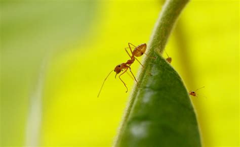 Ant Colony Matlab Code 的图像结果