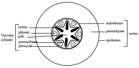 Draw and labelled a cross section through a root - Brainly.in