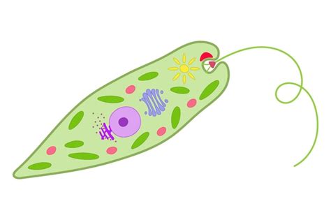 Euglena on a white background | Premium Vector