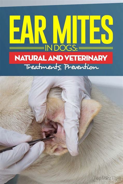 treating dogs ear mites