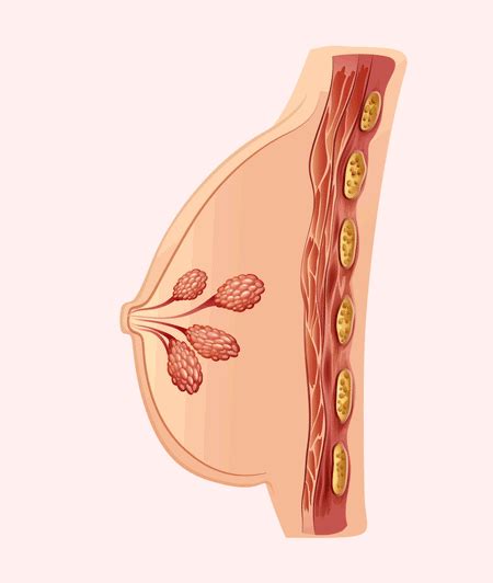 Bgrowth Ayurvedic Breast Enhancement Capsule (60 Each) – Girlyveda