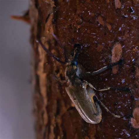 Why do spruce beetles bite? – Pet Brilliant.com