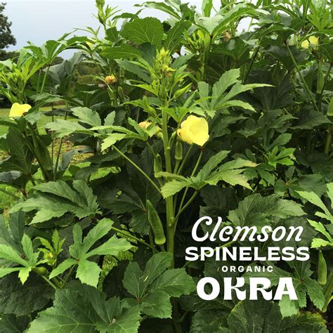Clemson Spineless Okra How To Plant at Sophia Hoff blog