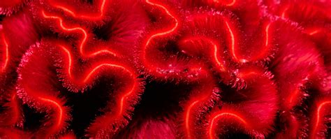 Download wallpaper 2560x1080 lines, pile, bends, red, glow, abstraction ...