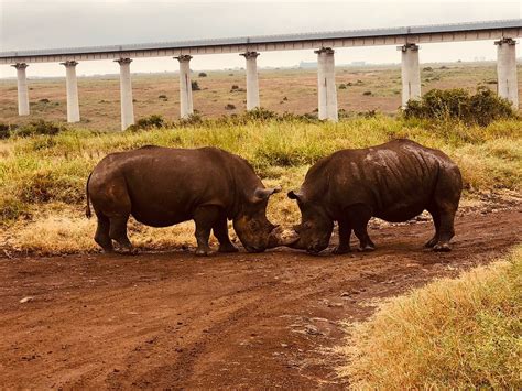 KENYA TRU NOMADS (2026) All You Need to Know BEFORE You Go (with Photos ...