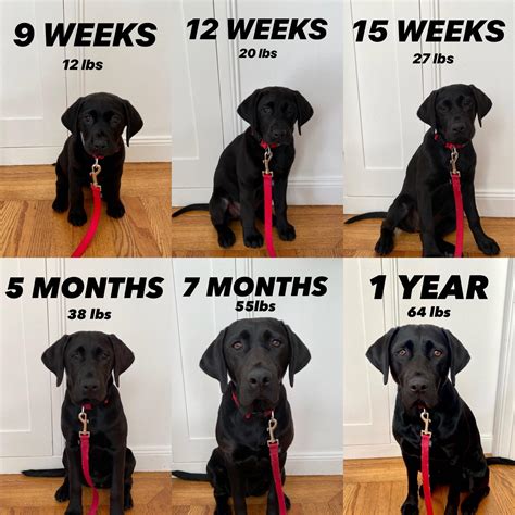 Normal Lab Puppy Weight Chart at William Gainey blog